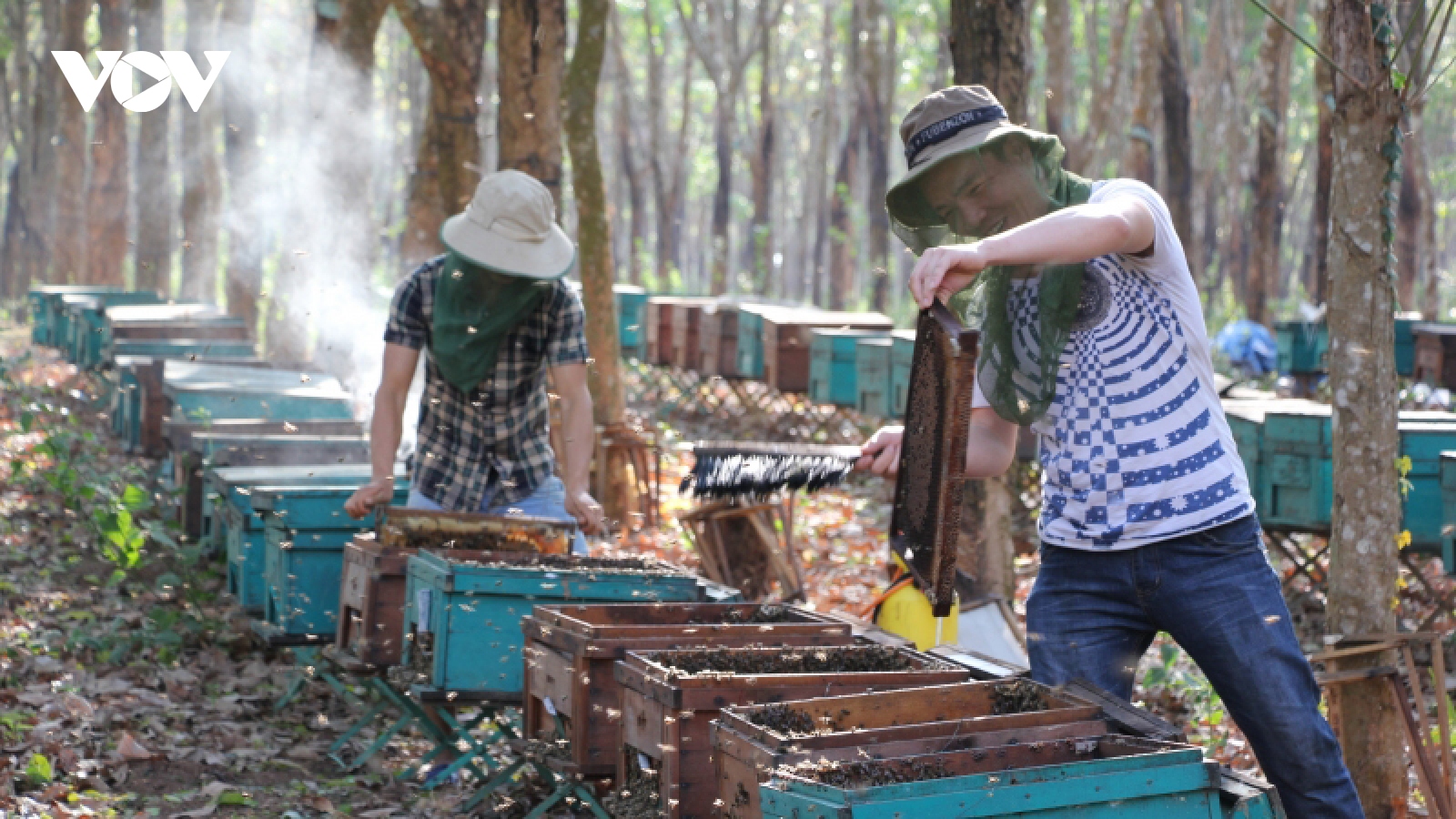 Thuế cao, chi phí lớn, ngành ong mật Đắk Lắk khó khăn chưa từng có