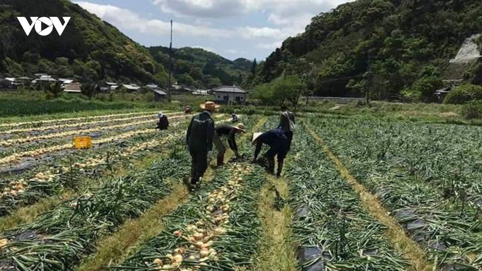 Cảnh báo lừa đảo đưa lao động đi làm việc thời vụ tại Hàn Quốc