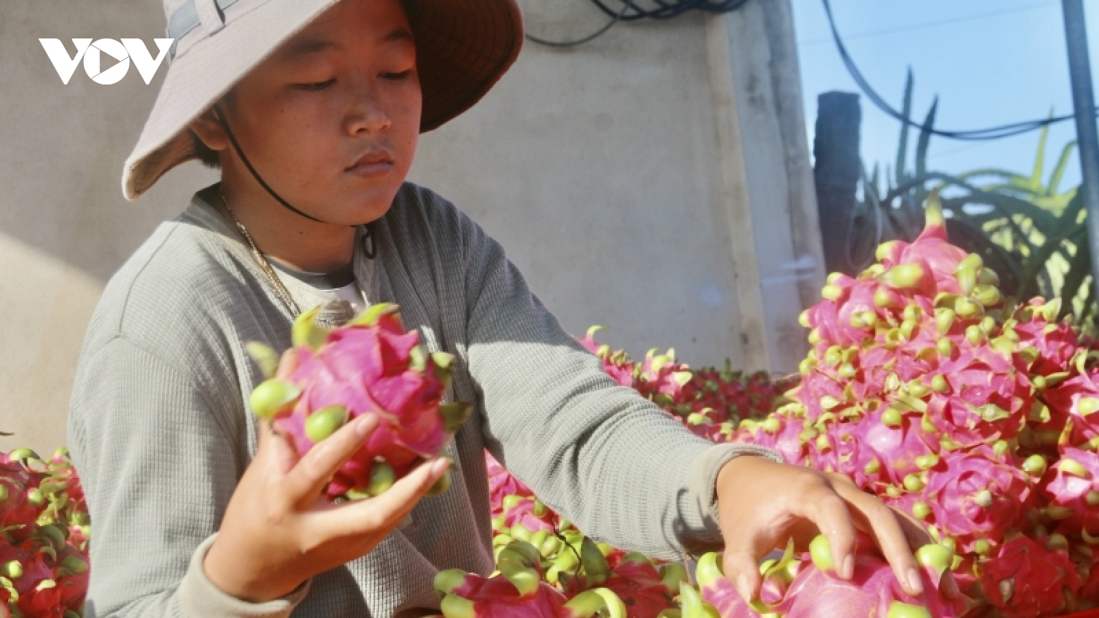 Giá giảm mạnh, người trồng thanh long ở Bà Rịa - Vũng Tàu lỗ nặng