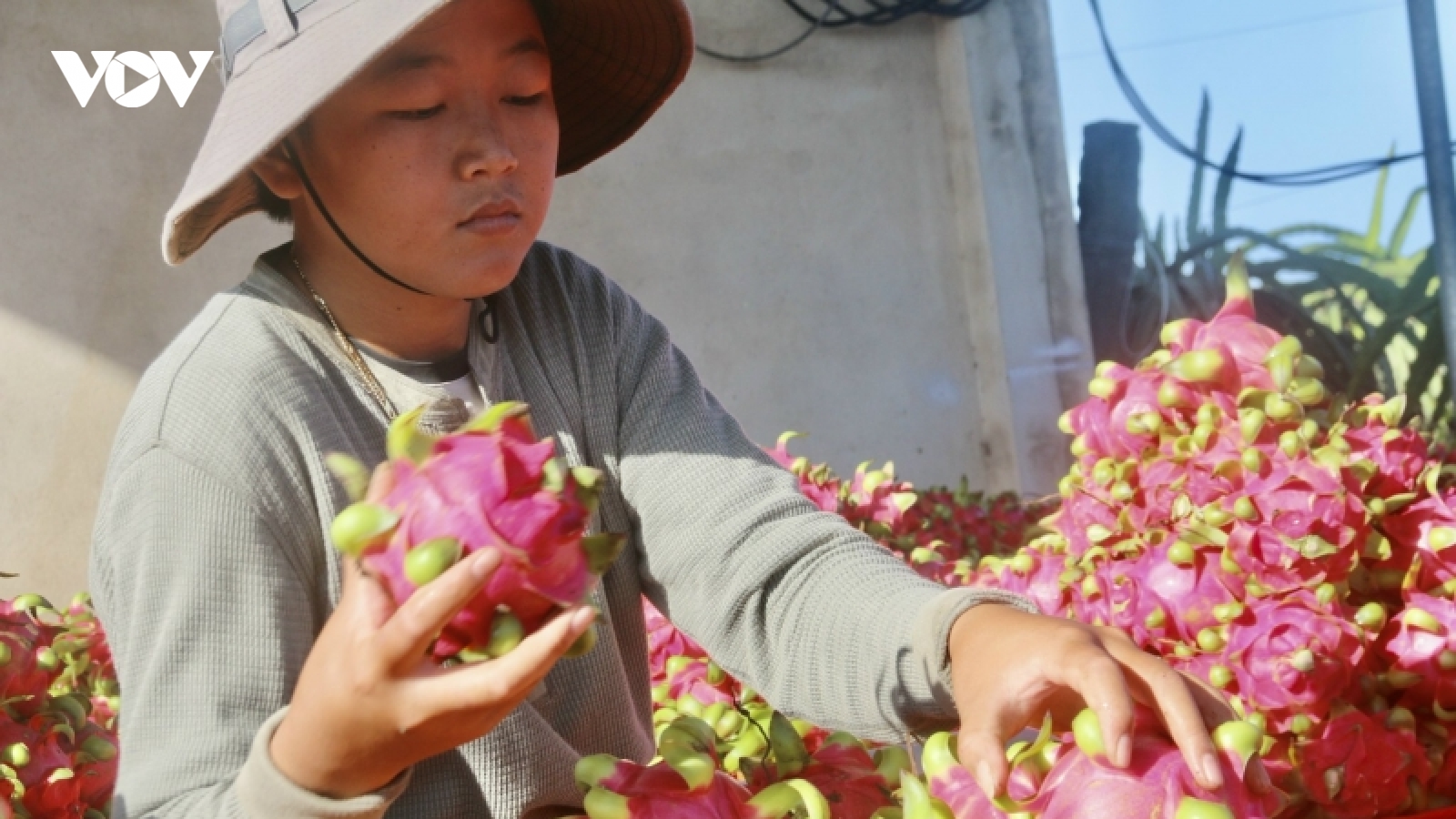 Giá giảm mạnh, người trồng thanh long ở Bà Rịa - Vũng Tàu lỗ nặng