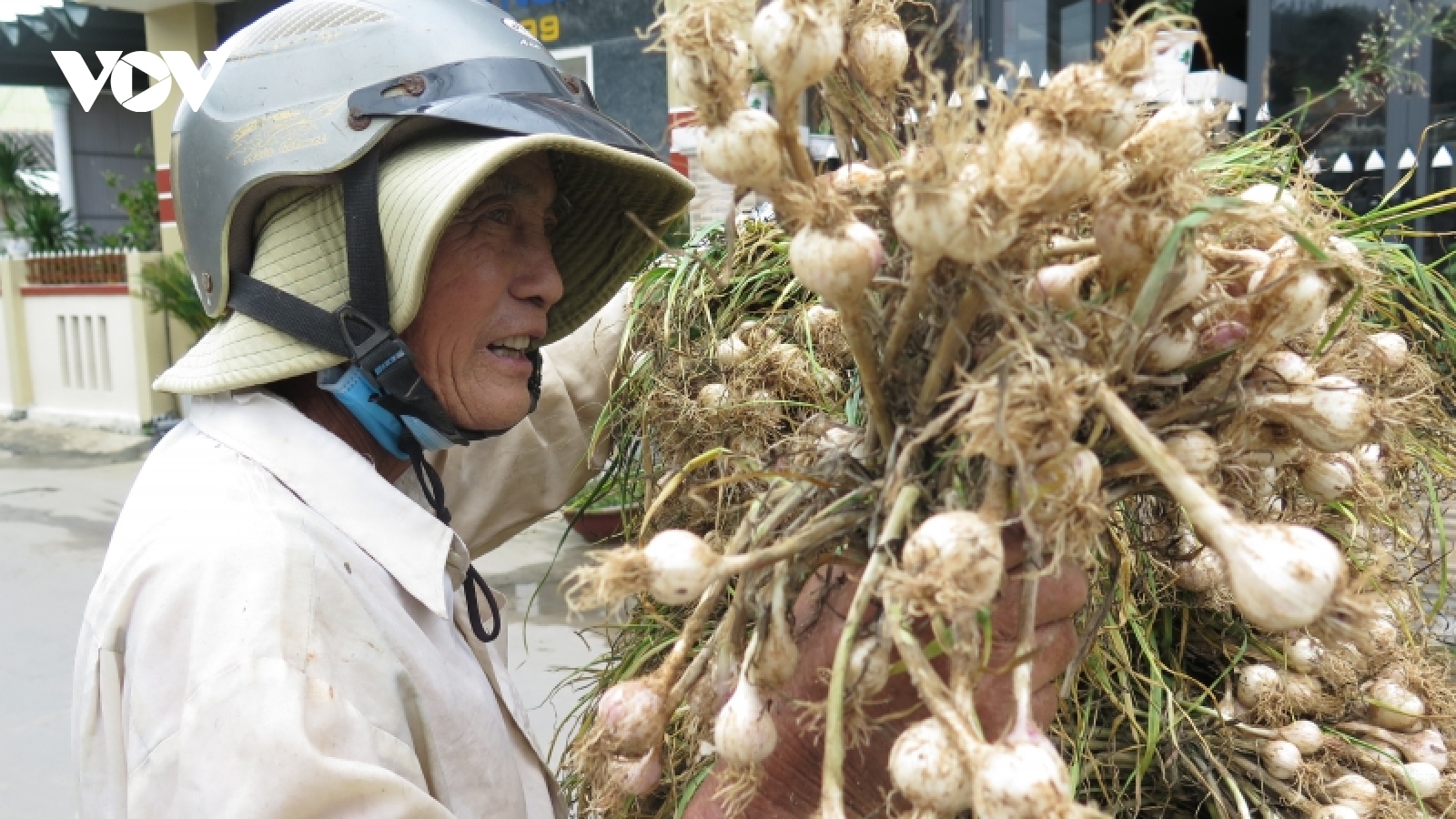 Tỏi Lý Sơn mất mùa, nông dân chồng chất nỗi lo