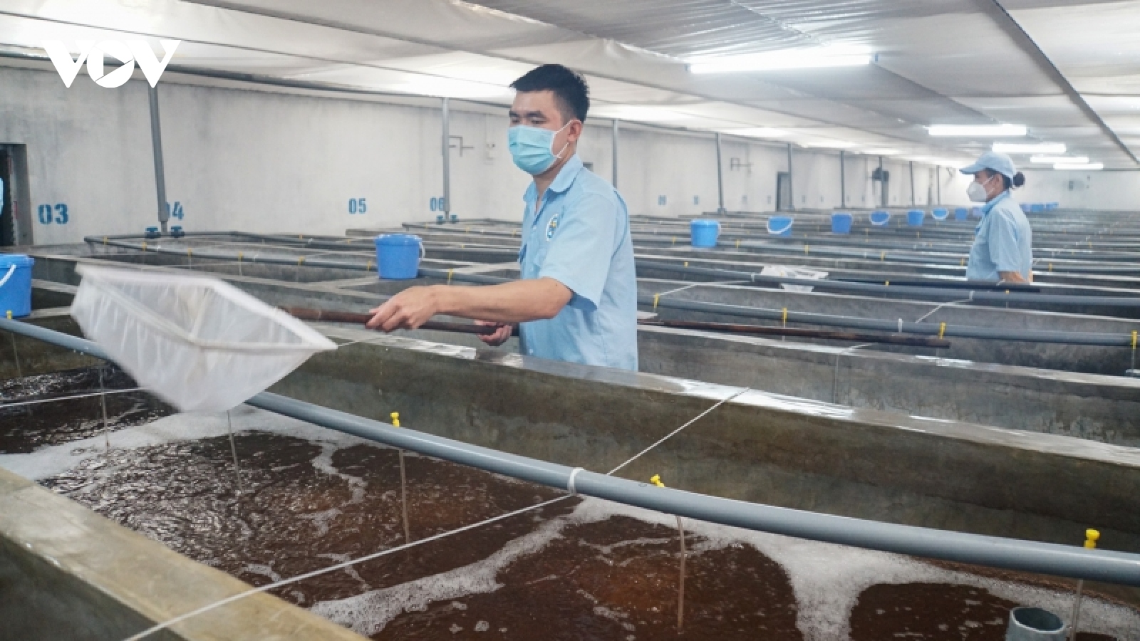 Quảng Ninh đặt mục tiêu tăng gần gấp đôi sản lượng tôm nuôi
