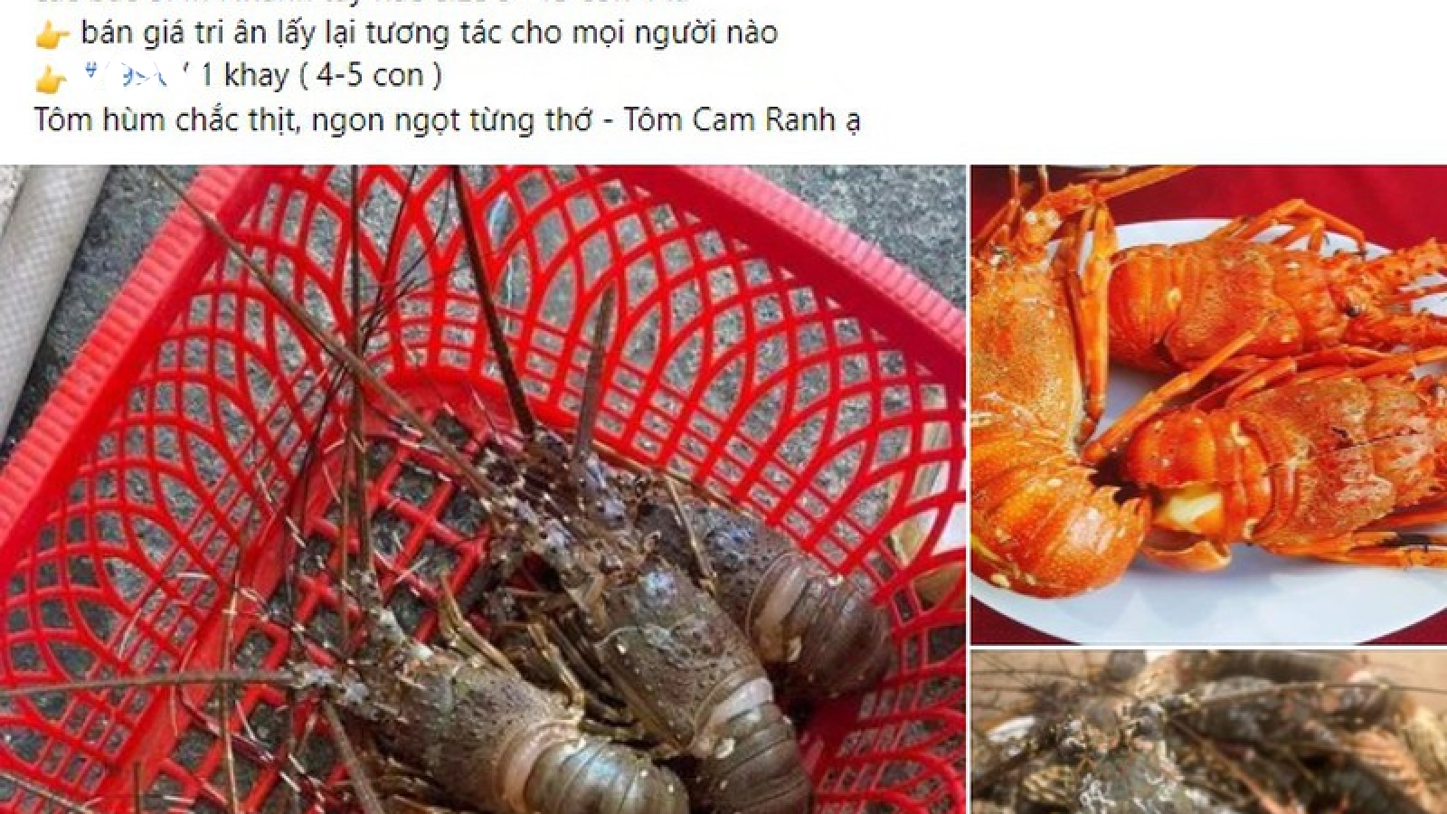 Tránh mắc bẫy khi mua tôm hùm "đại hạ giá"