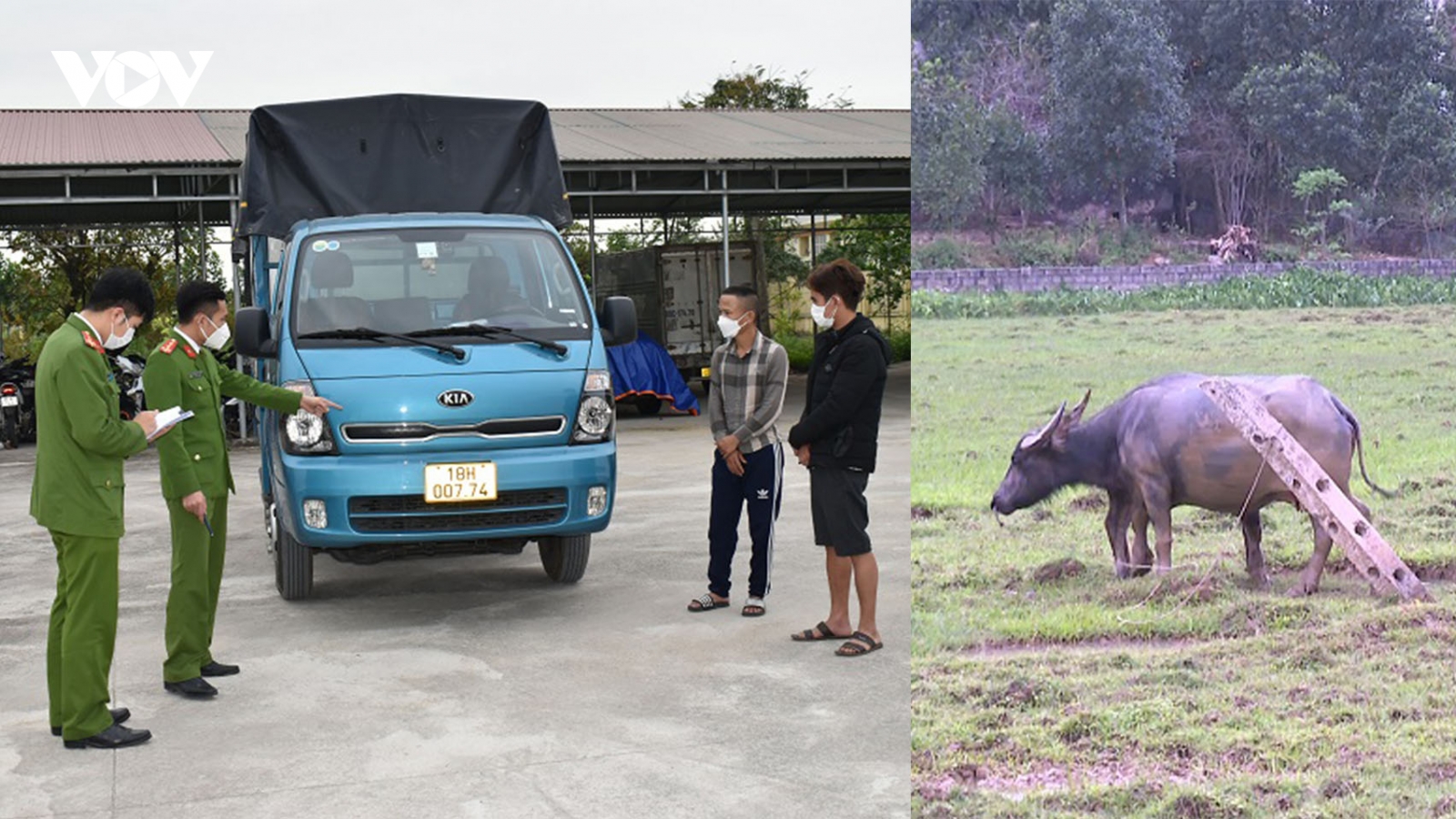Lái ô tô tải đi liên tỉnh để bắt trộm trâu, bò