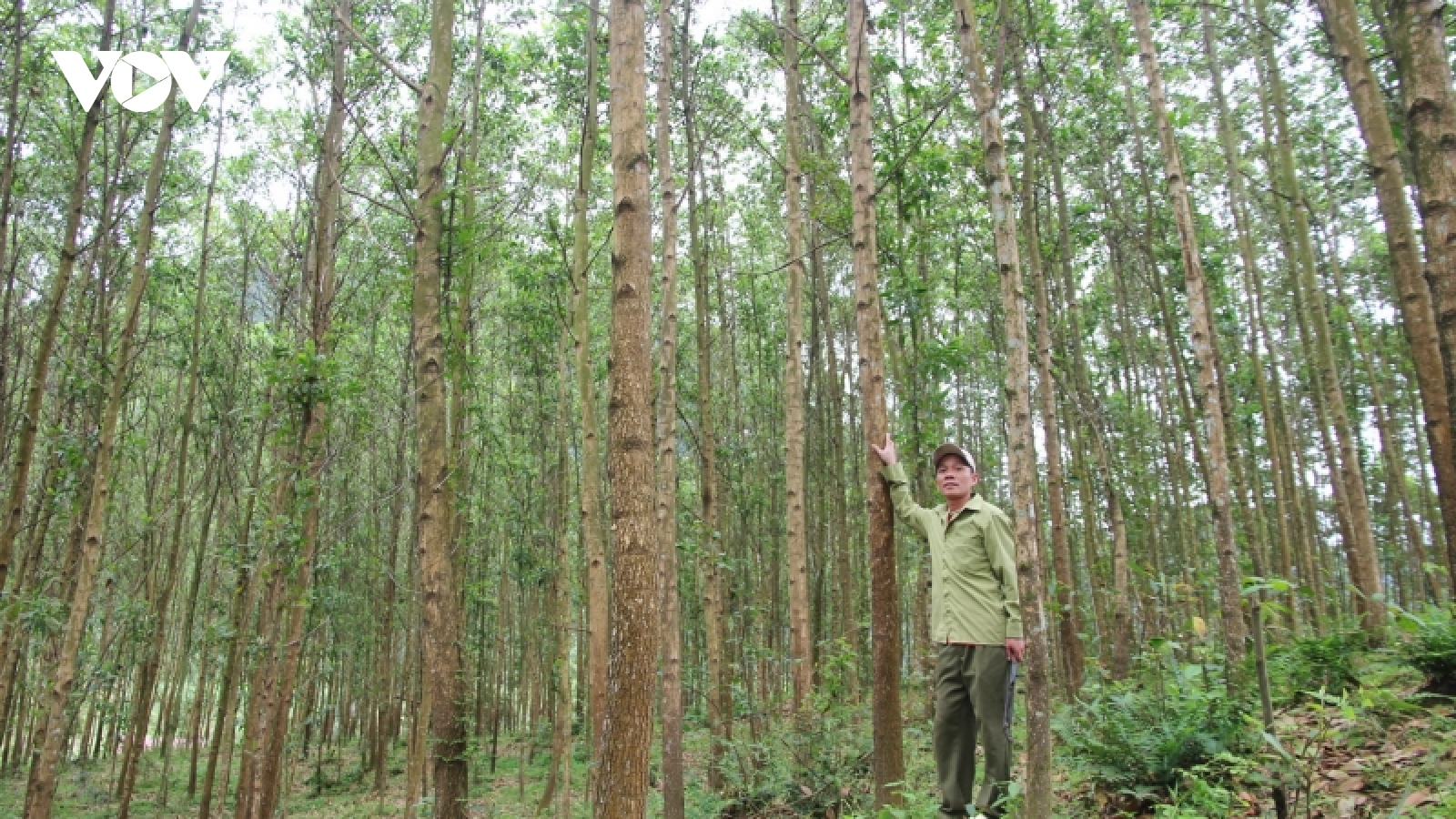 Trồng rừng gỗ lớn giúp đồng bào vùng núi Quảng Bình cải thiện đời sống