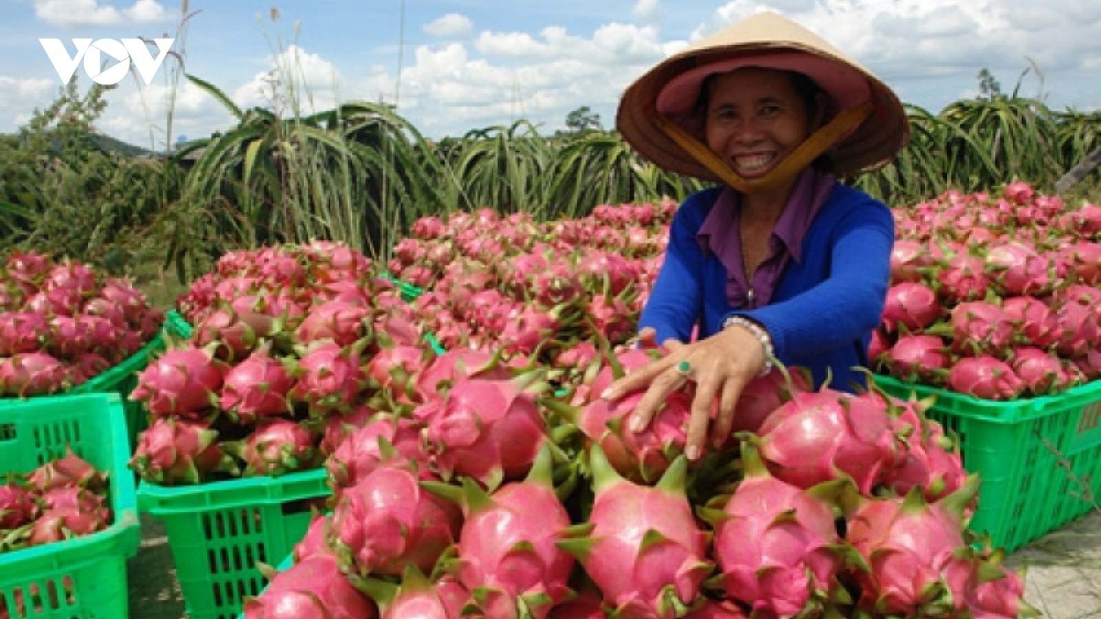 Siêu thực phẩm ở châu Âu giá đắt đỏ, ở Việt Nam giá rẻ như cho
