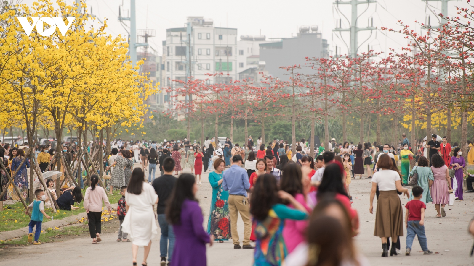 Người Hà Nội nô nức chụp ảnh trên đường hoa phong linh vàng rực