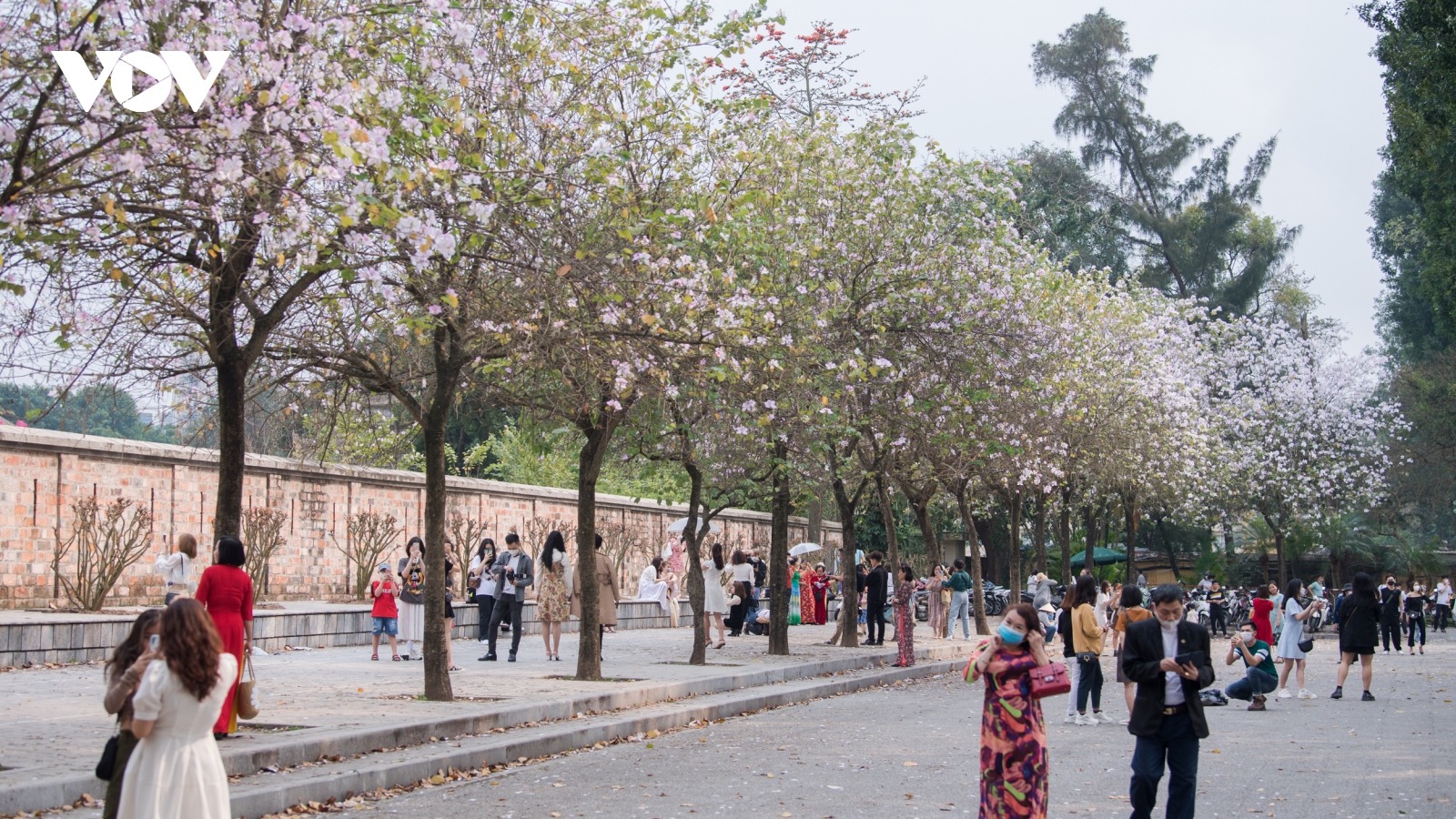 Người dân Thủ đô thích thú đi chụp hoa ban trên đường Bắc Sơn