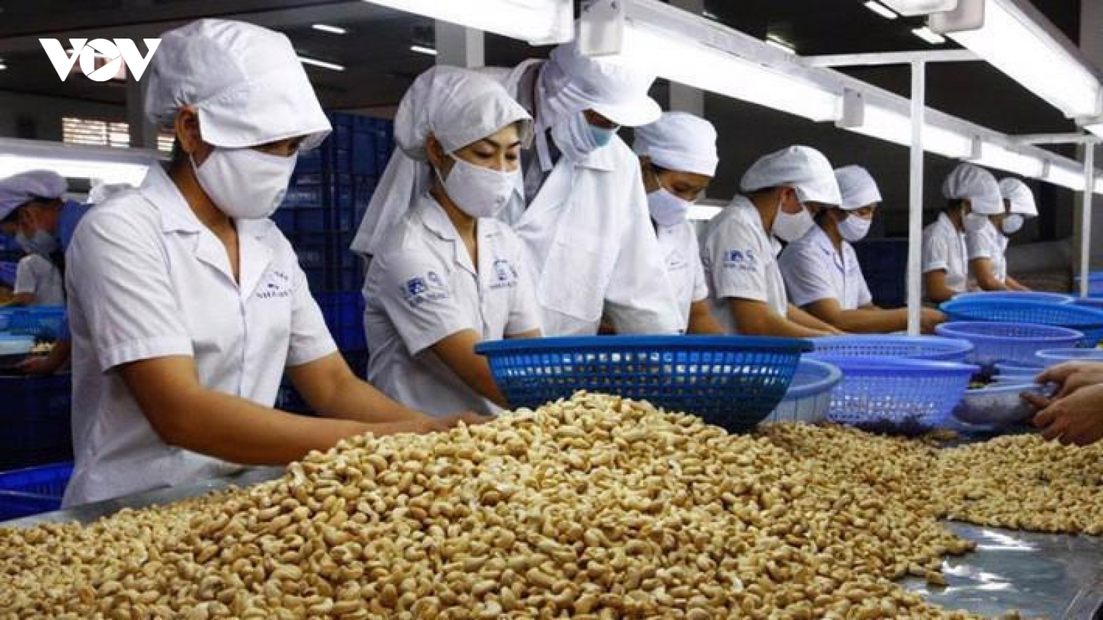 Vụ xuất khẩu điều có nguy cơ bị lừa đảo: Doanh nghiệp cần chú trọng quản trị rủi ro