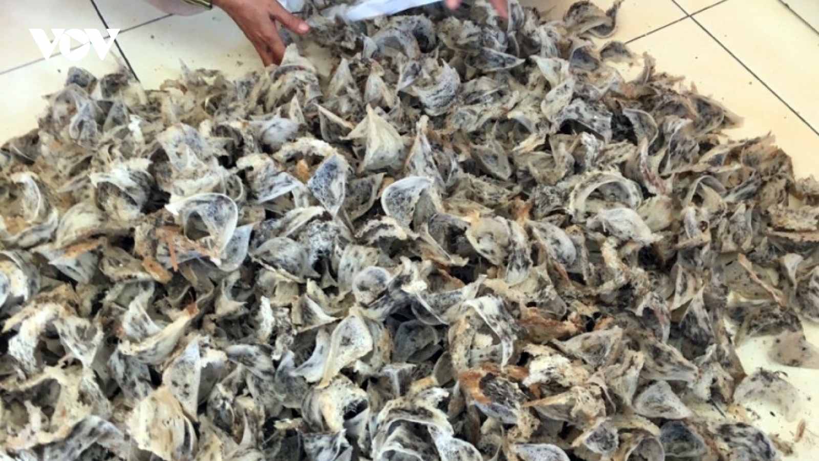 Giá tổ yến tăng cao nhưng người nuôi chim yến ở Tiền Giang vẫn không vui