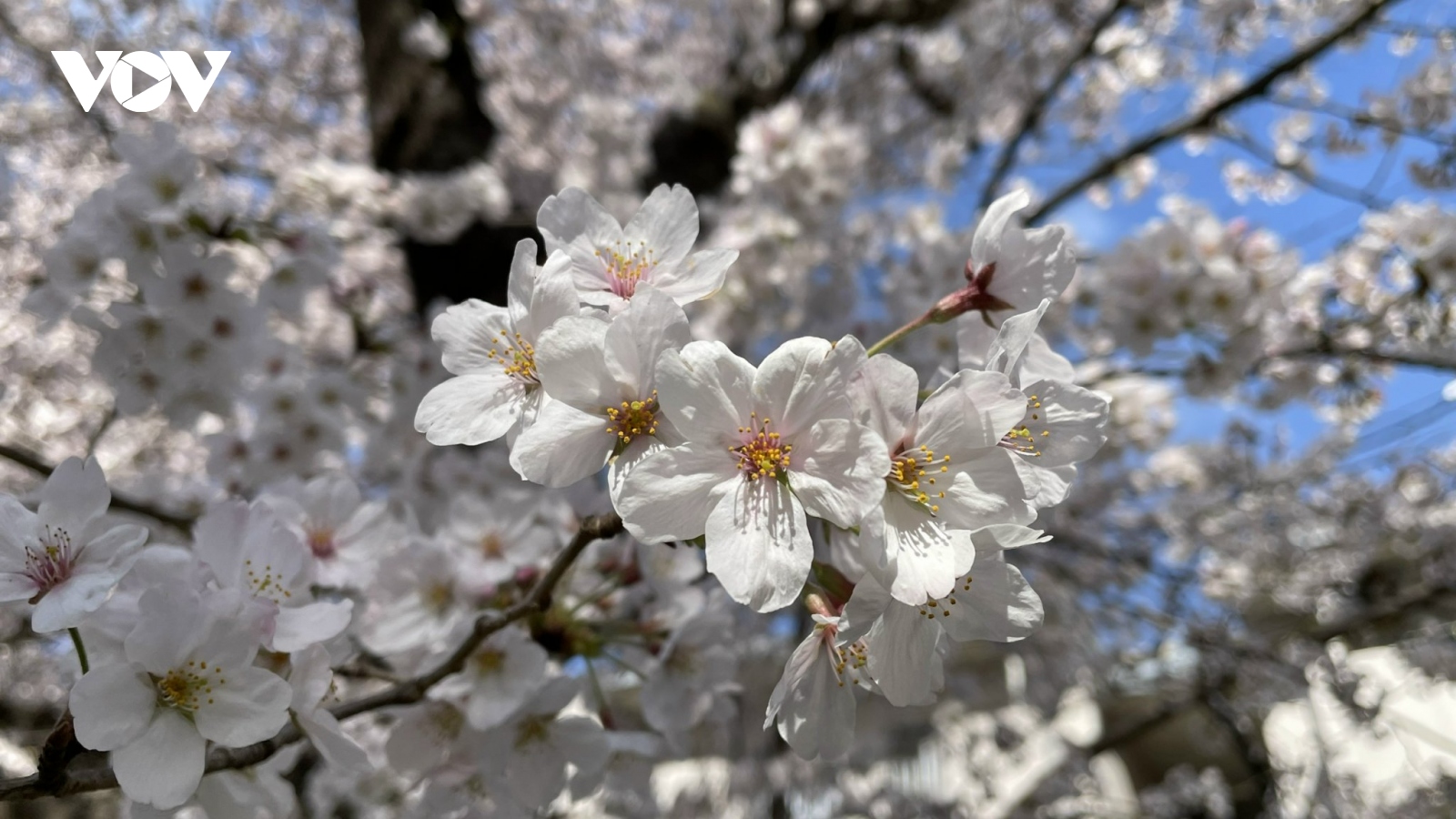 Ngắm hoa anh đào khoe sắc rực rỡ tại Nhật Bản
