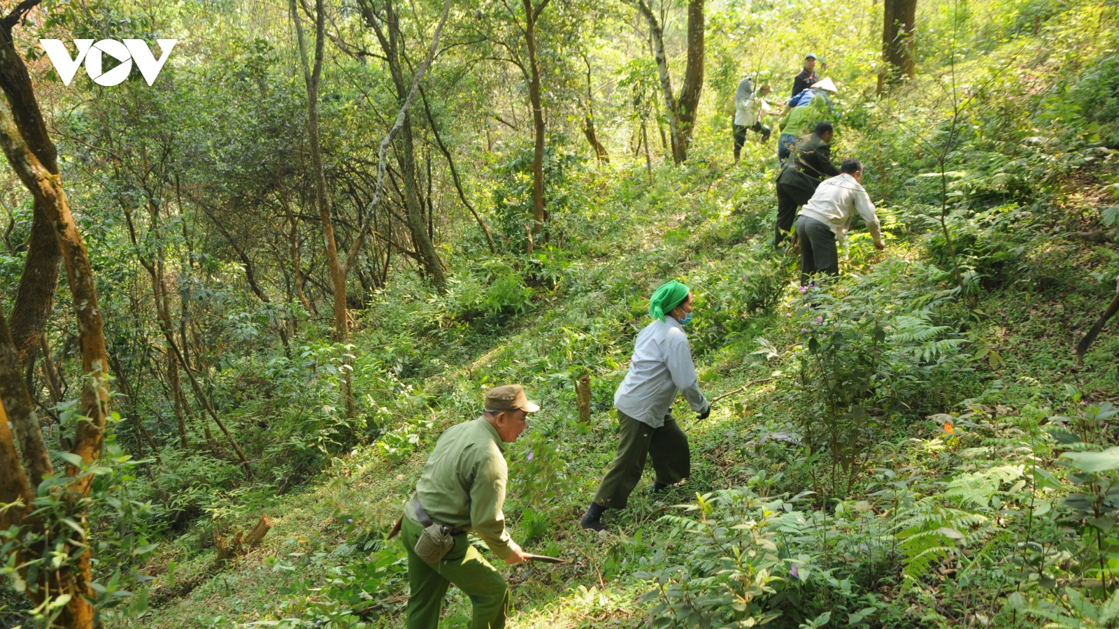 Phù Yên (Sơn La) nỗ lực bảo vệ, phát triển rừng bền vững