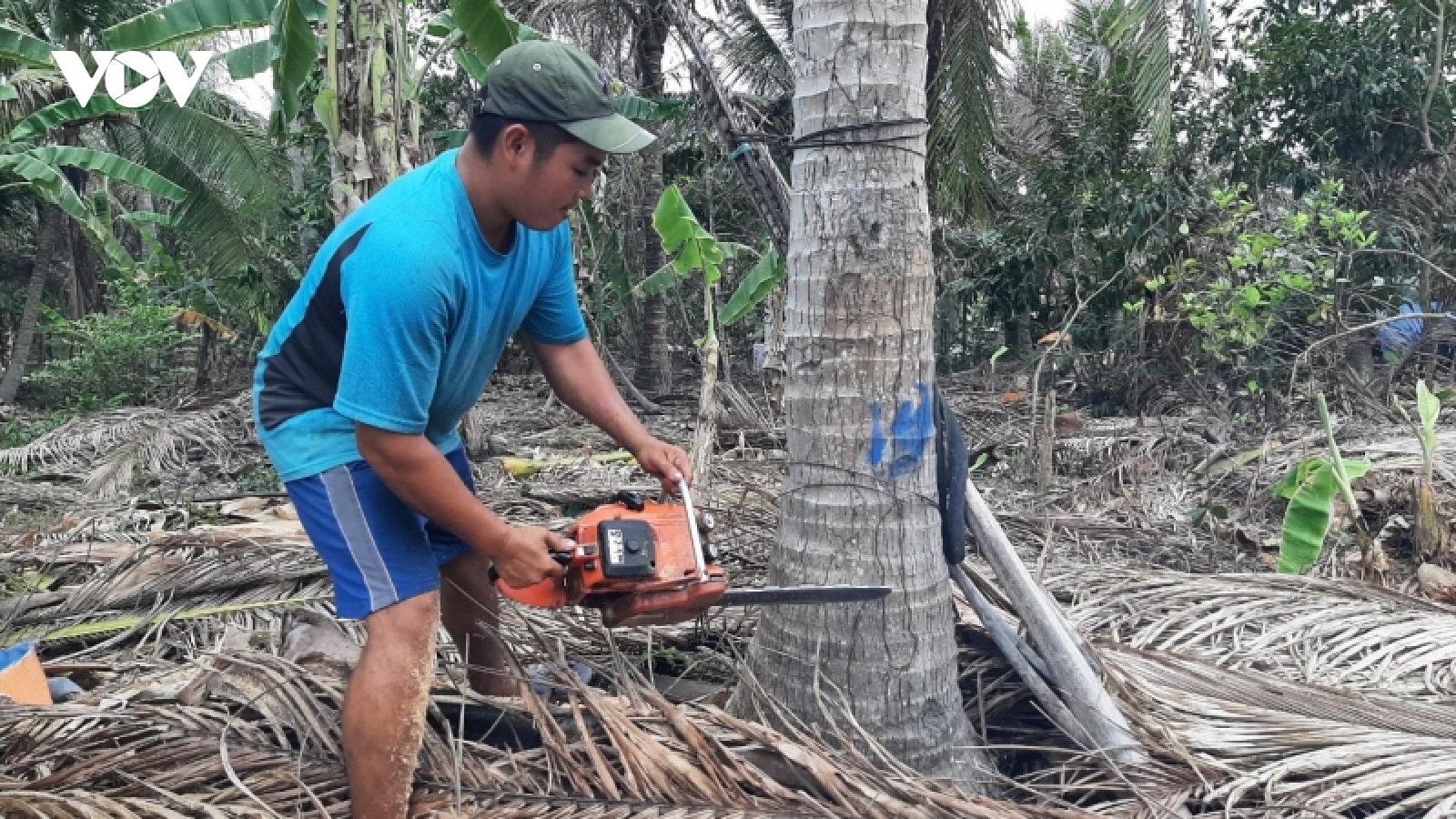 Bến Tre phát động phong trào phòng trừ sâu đầu đen hại dừa