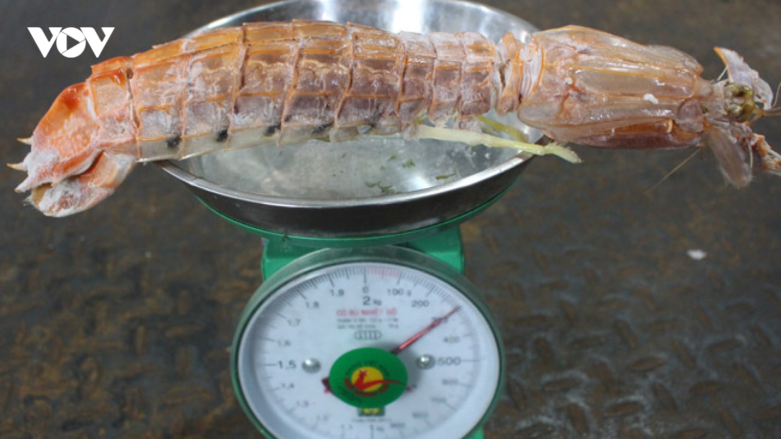 Bề bề chúa giá 3 - 4 triệu đồng/kg được khách săn lùng