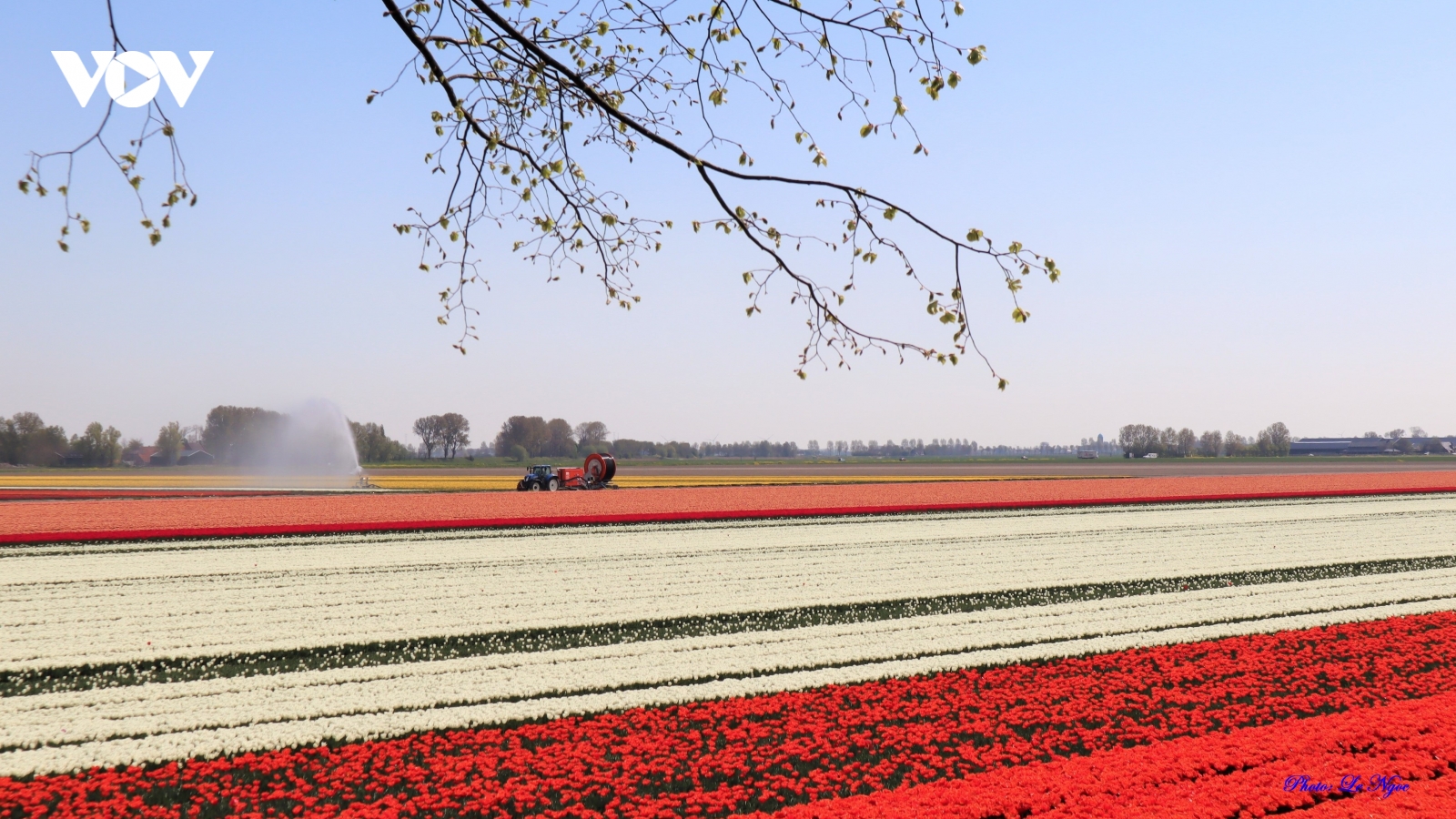 Đẹp ngỡ ngàng những cánh đồng tulip ở Hà Lan