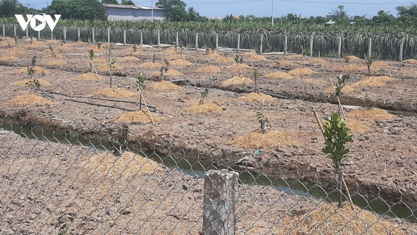 Nông dân Tiền Giang tiếp tục phá bỏ vườn thanh long