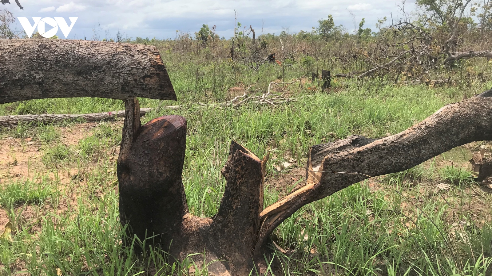 Đắk Lắk phát hiện vụ phá rừng gần 100 ha