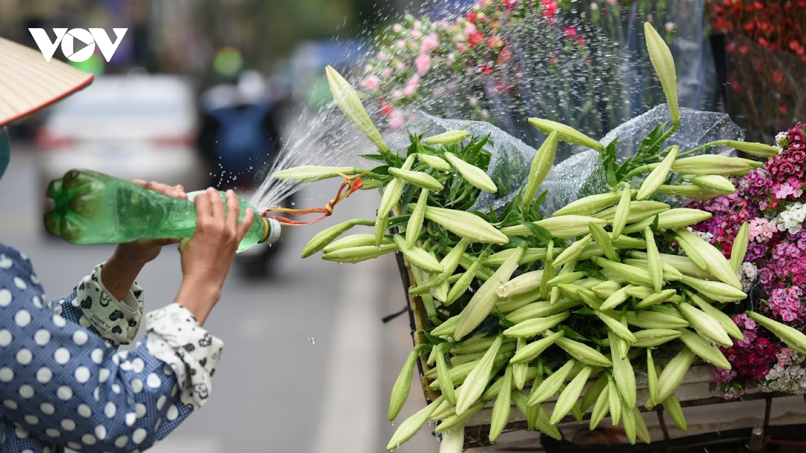 Hoa loa kèn dịu dàng trên phố Hà Nội những ngày cuối tháng 4