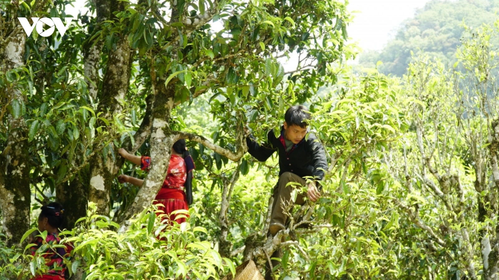 Rừng chè cổ thụ - kho báu của người dân Tủa Chùa
