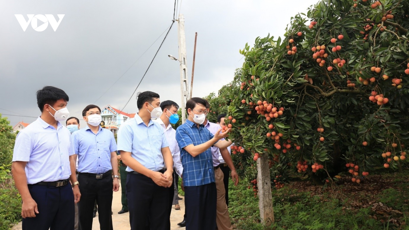 Bắc Giang giám sát chặt việc sử dụng thuốc bảo vệ thực vật đối với vải thiều