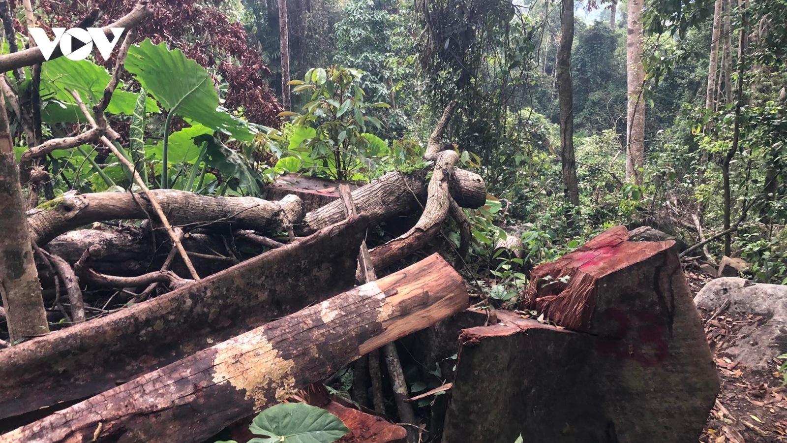 Công an mật phục bắt 6 đối tượng phá rừng ở Đắk Lắk