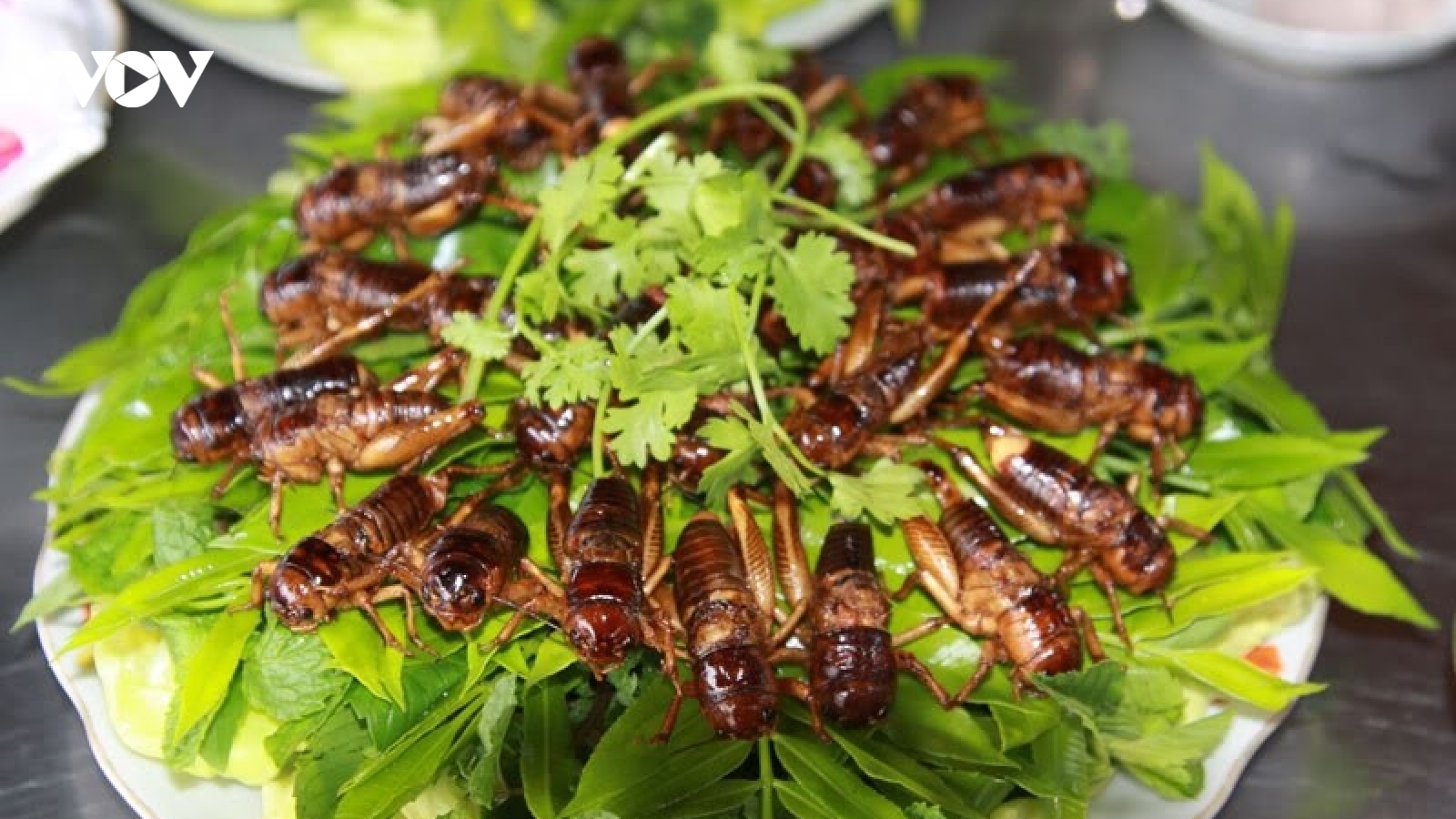 Cảnh báo ngộ độc chết người do ăn côn trùng lạ