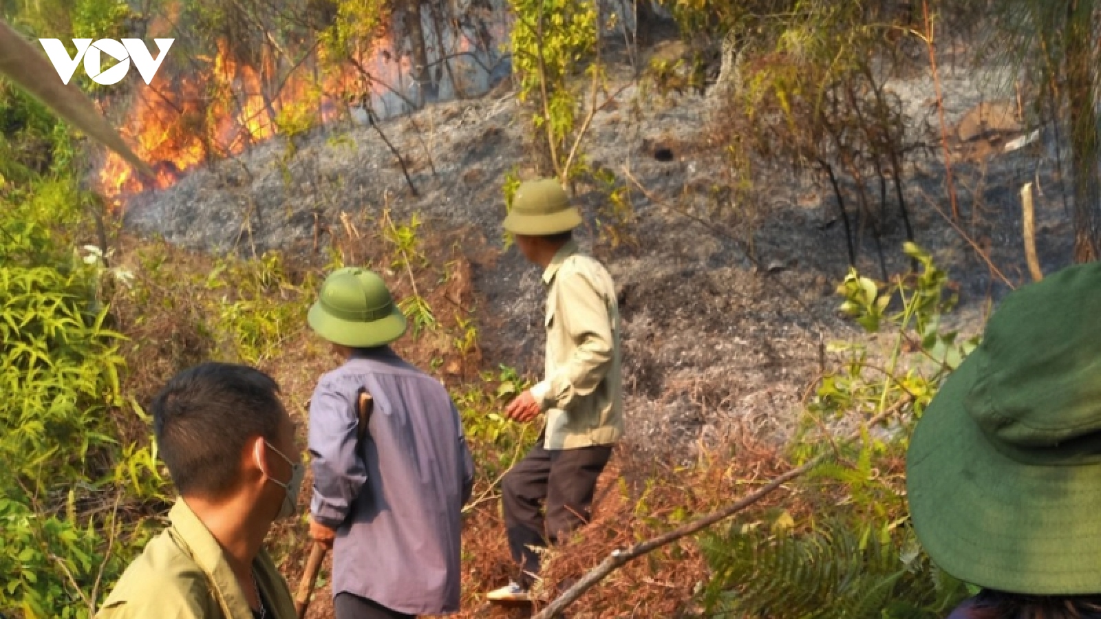 Cháy rừng ở Mường Kim (Lai Châu) chủ yếu là cây bụi và thảm thực vật