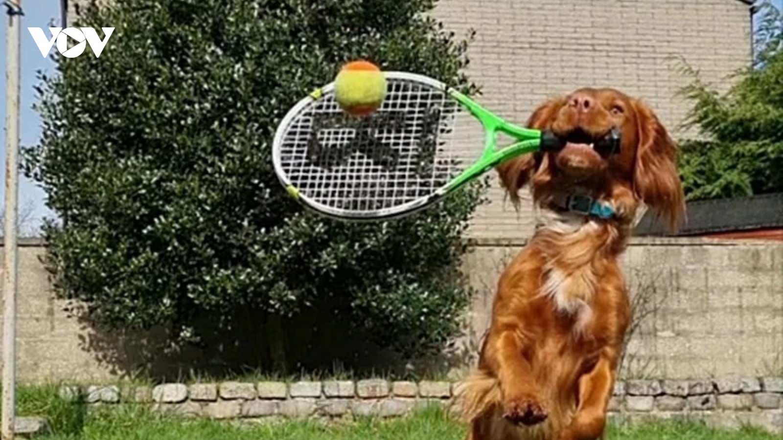 Ngỡ ngàng trước chú chó đáng yêu có năng khiếu chơi tennis và bóng bàn