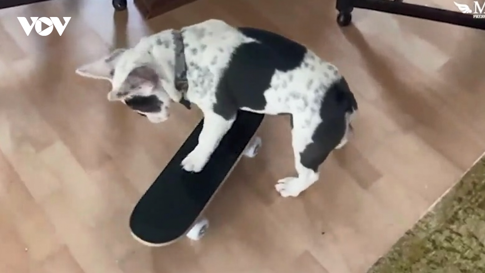 Chú cún bull đam mê trượt ván
