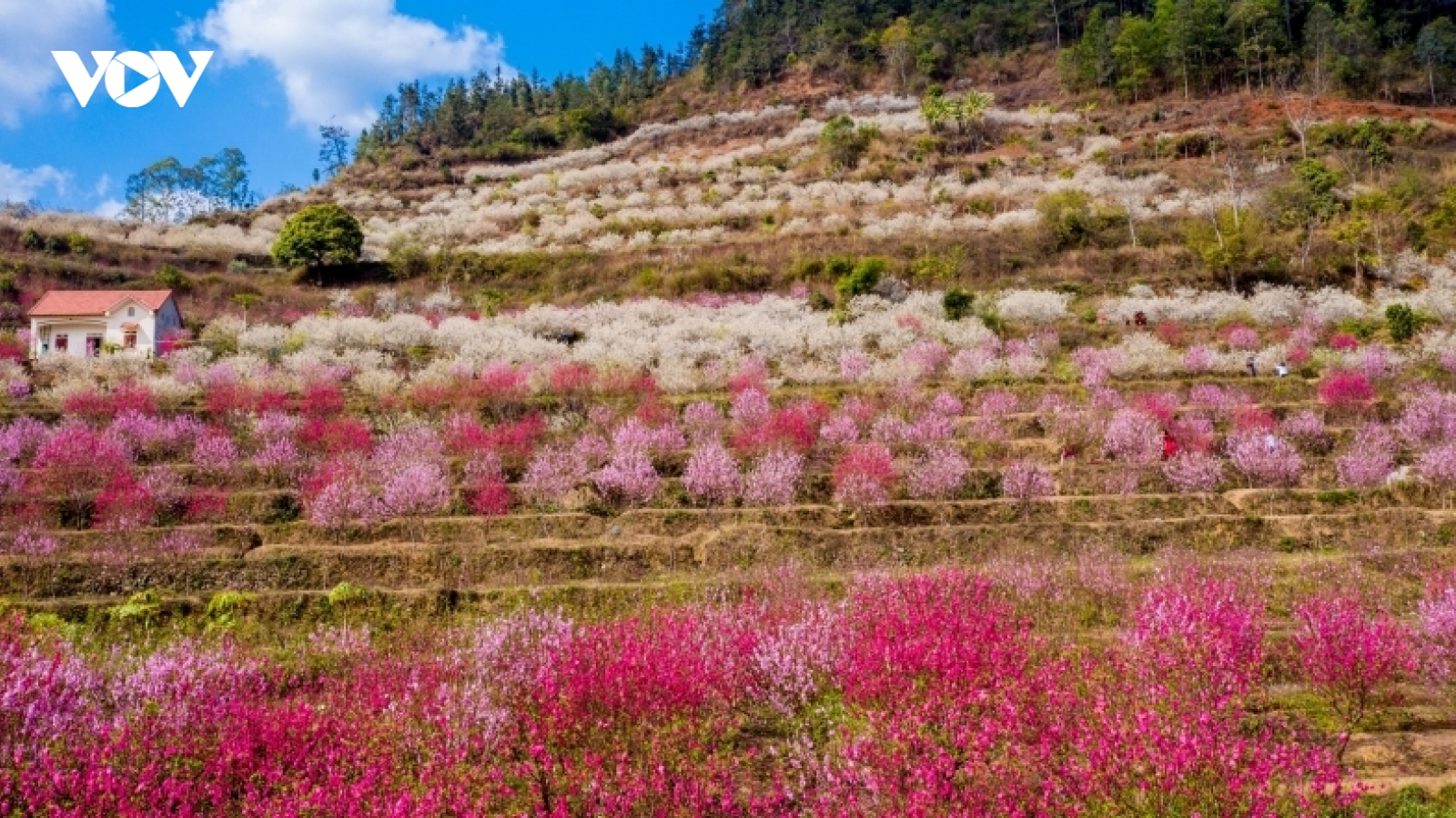 Đưa "Hoa Đào xứ Lạng" thành thương hiệu du lịch của Lạng Sơn