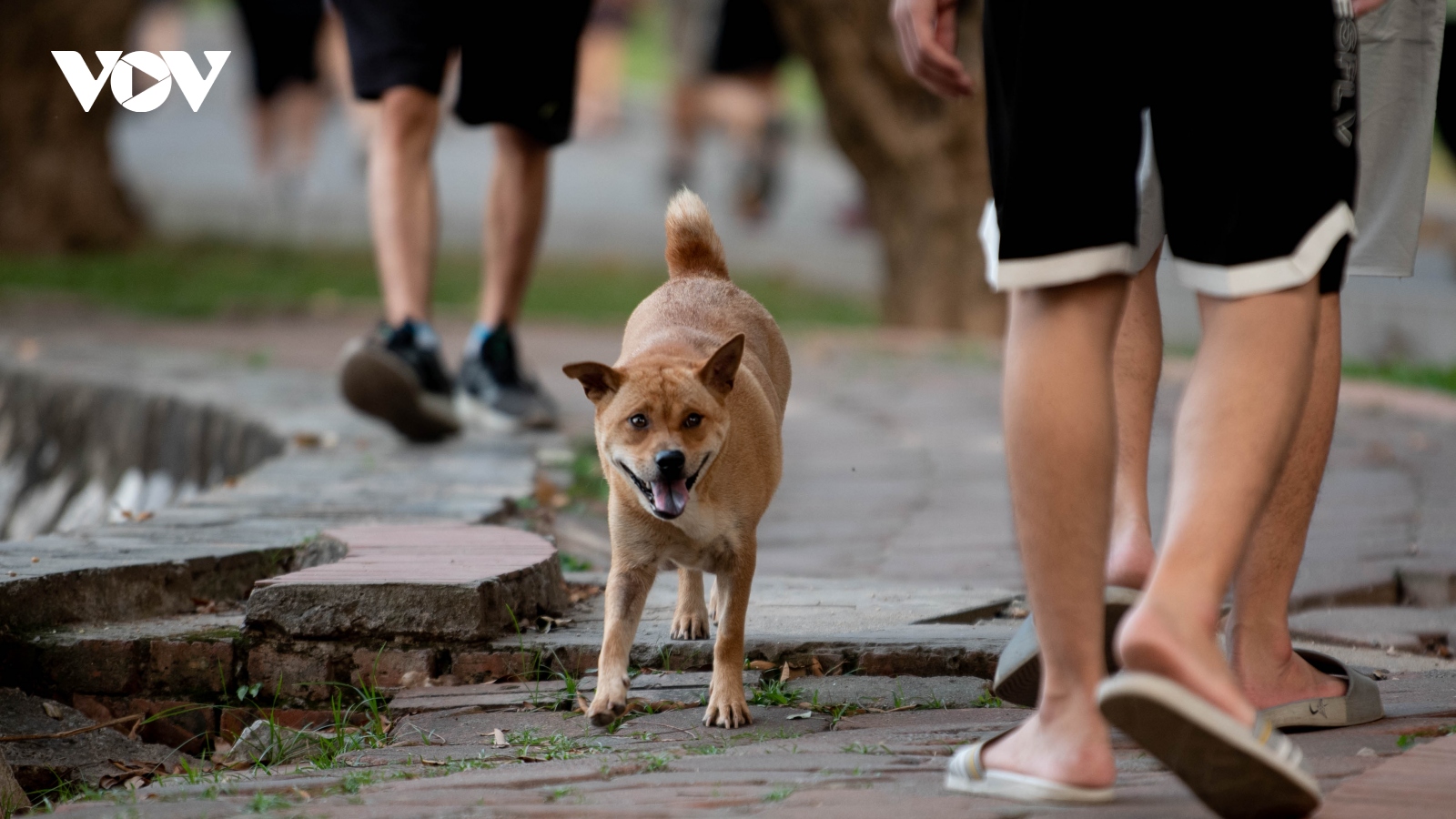 Chó thả rông, không rọ mõm nhan nhản tại các công viên ở Hà Nội