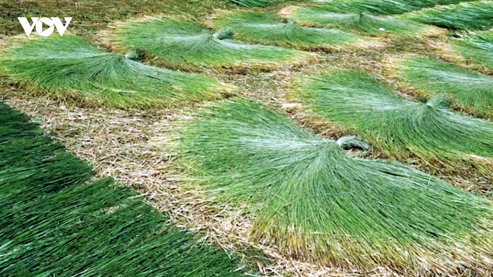 Nông dân miền Tây làm giàu nhờ trồng cỏ dại