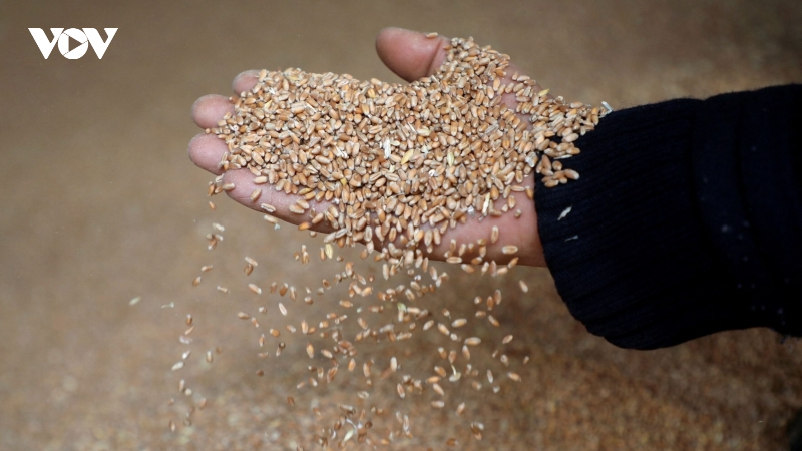 EU giải quyết khủng hoảng lương thực bằng “ngoại giao lương thực”