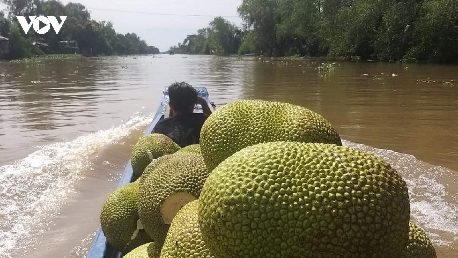 Chủ vựa méo mặt vì giá mít giảm