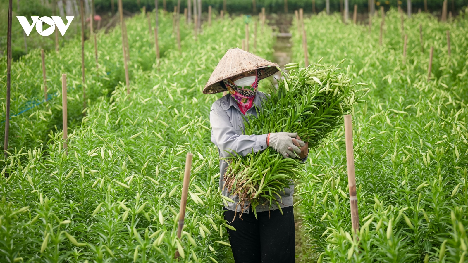 Người dân Tây Tựu tất bật thu hoạch hoa loa kèn cuối vụ