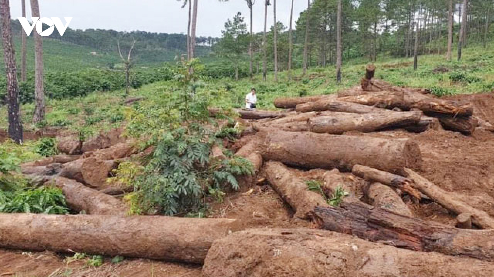 Phó Thủ tướng giao Bộ Công an điều tra, xử lý tình trạng phá rừng ở Lâm Đồng