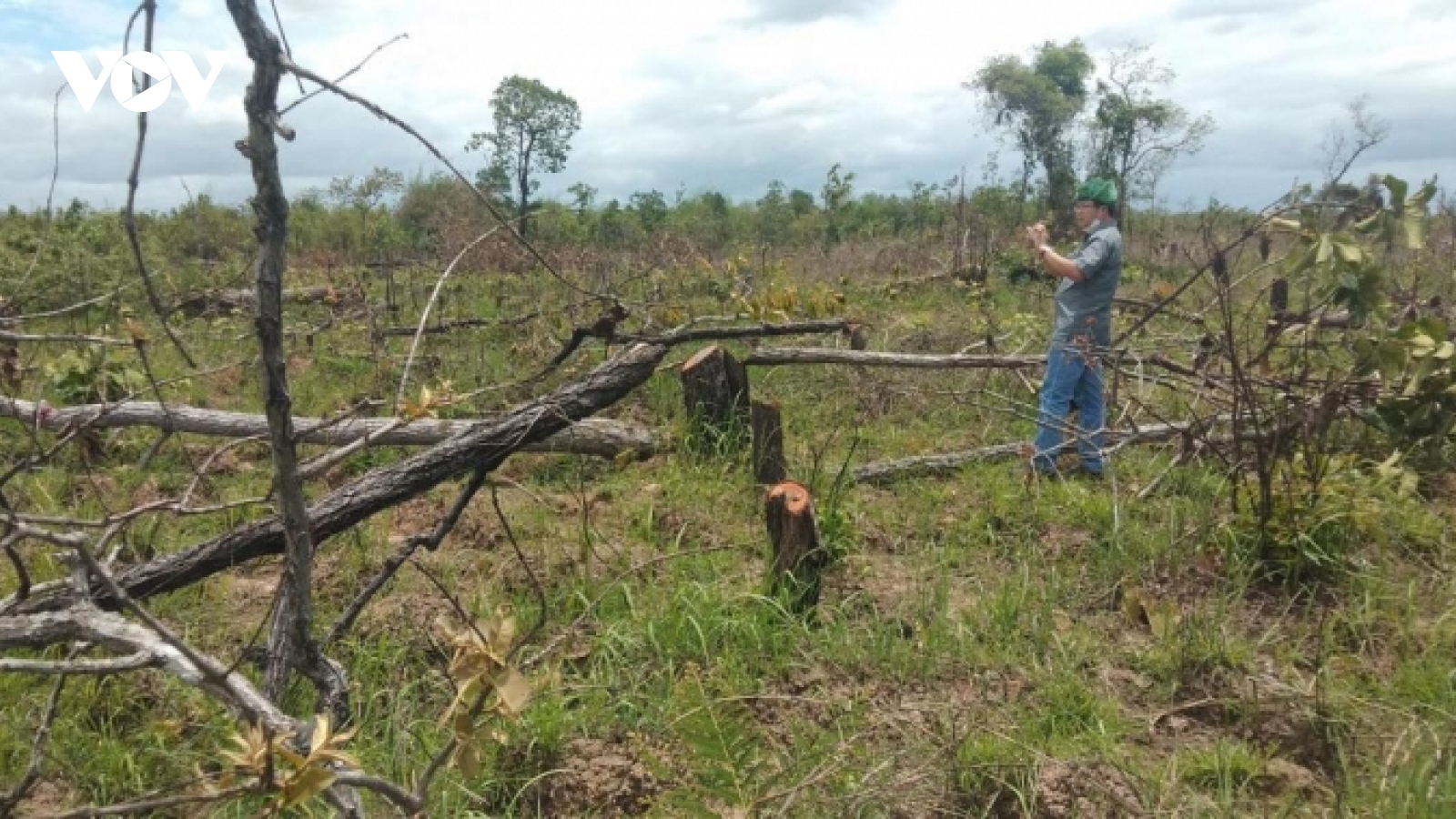 Chủ tịch tỉnh Đắk Lắk chỉ đạo xử lý nghiêm vụ phá hàng trăm ha rừng