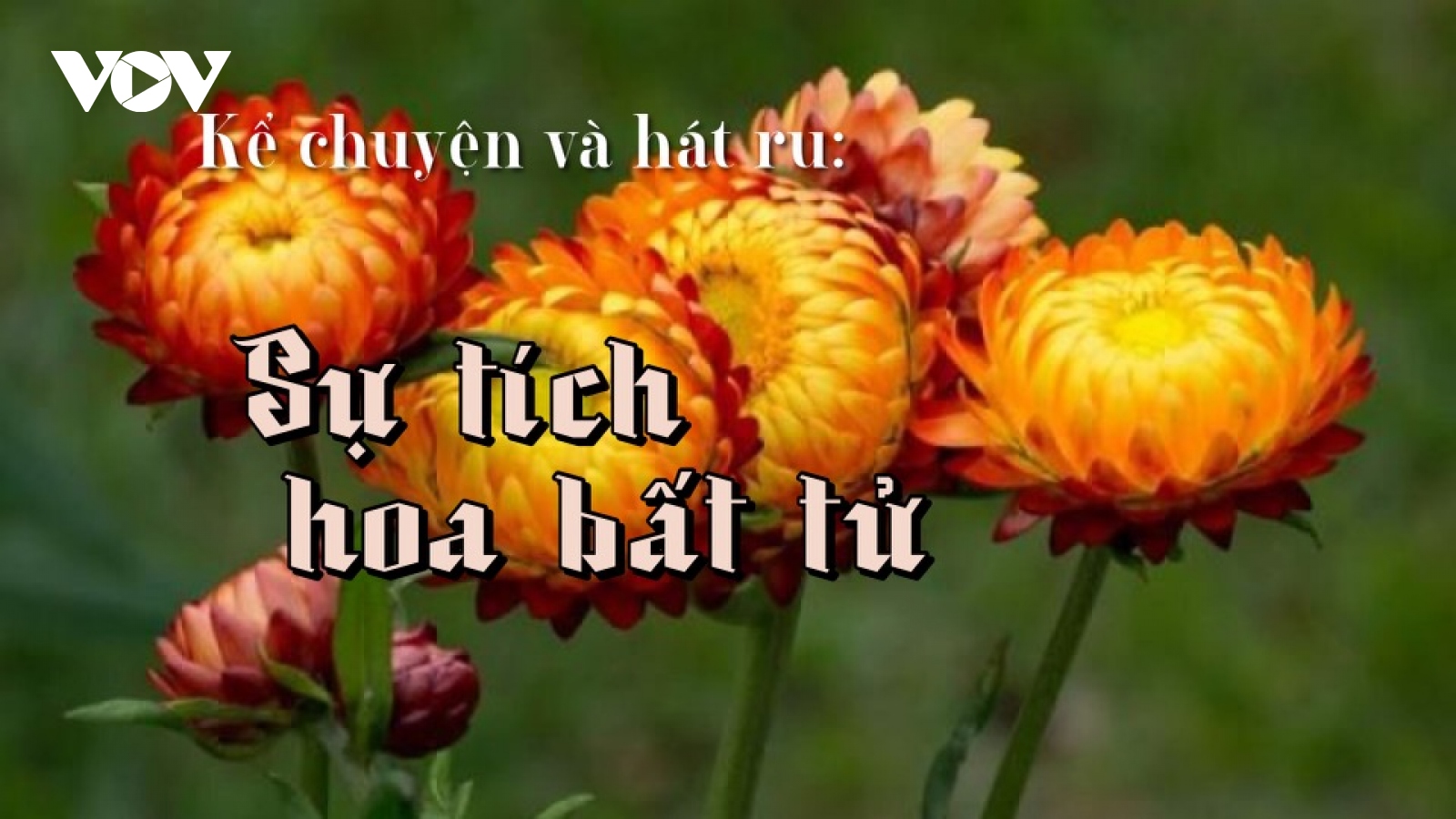 Sự tích hoa bất tử