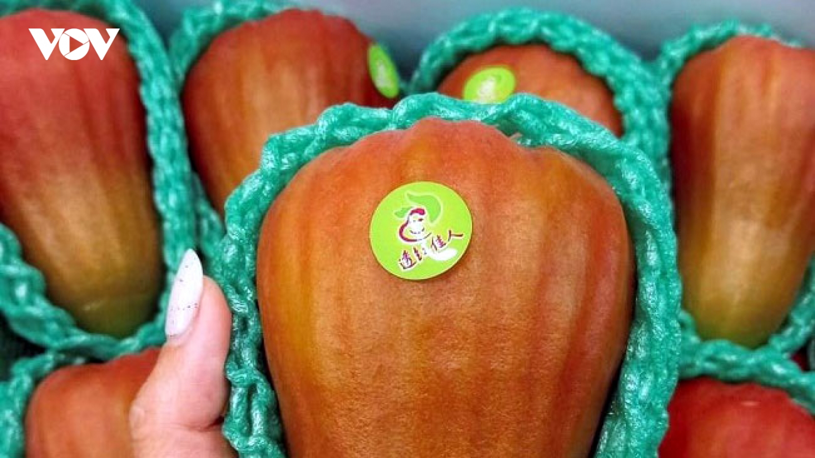 Loại roi "khổng lồ" mang tên Ngọc Bích, giá tiền triệu vẫn đắt hàng