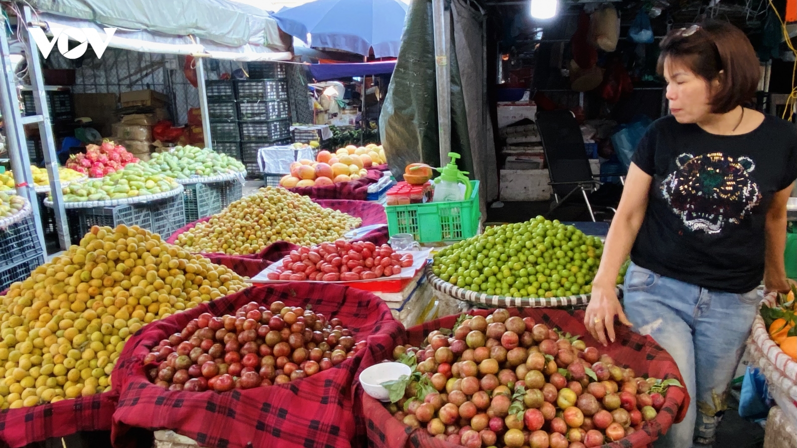 Mận hậu Sơn La đầu mùa giá "chát" vẫn hút người mua