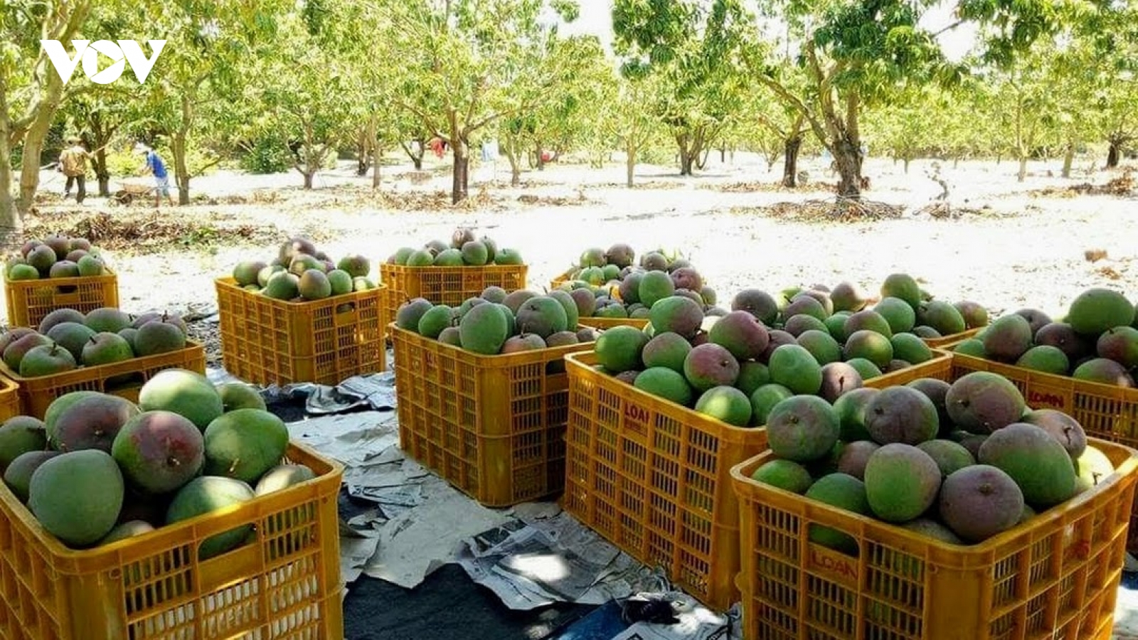 Xoài Úc rớt giá thê thảm, nông dân ngậm ngùi bán rẻ như cho