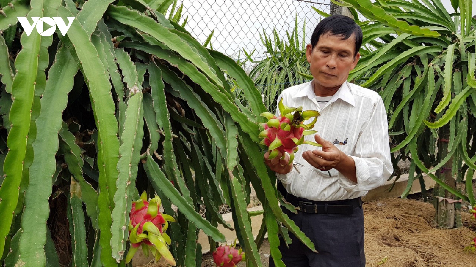 “Vị đắng cây làm giàu”