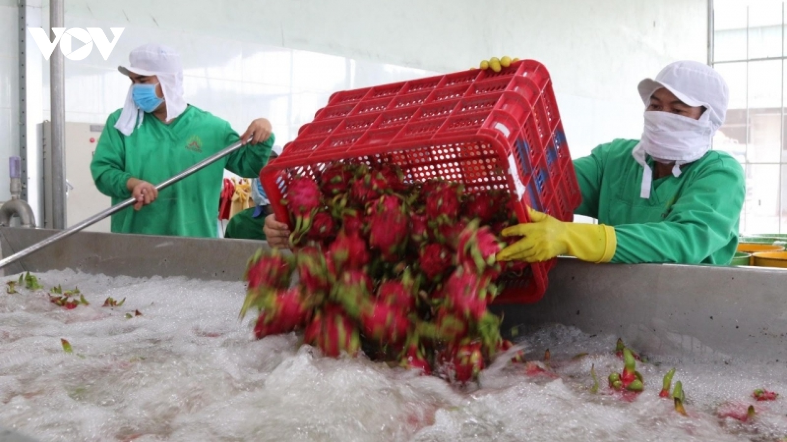 Giải lời nguyền cho cây thanh long: Mối liên kết rời rạc, vai trò hợp tác xã mờ nhạt