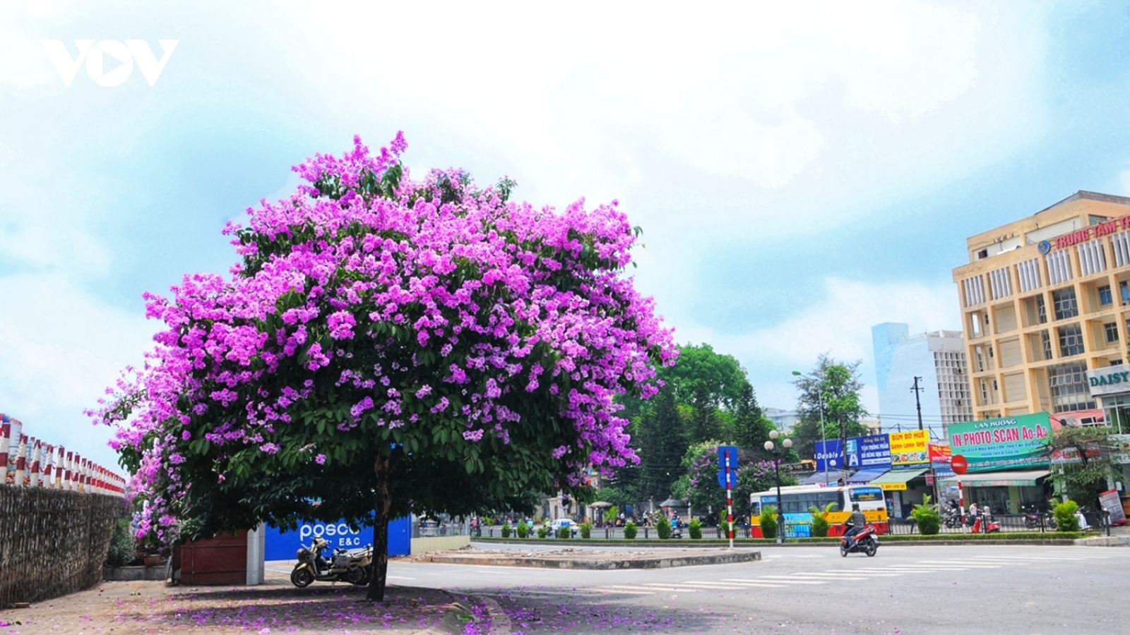 Hoa bằng lăng nhuộm tím phố phường Hà Nội