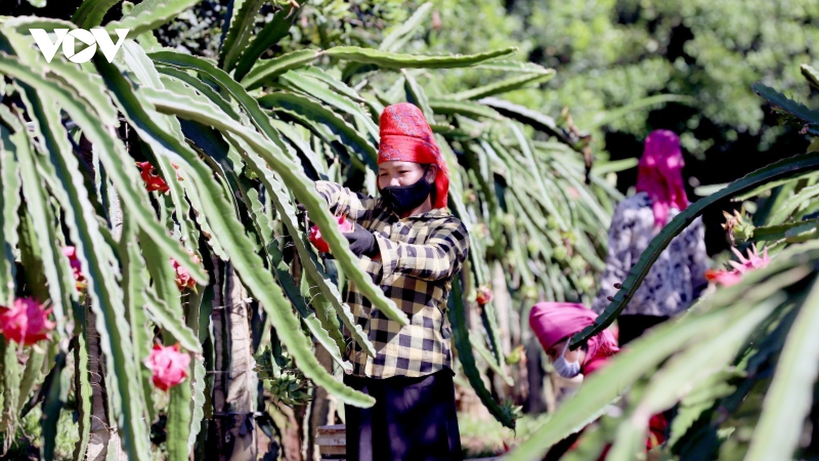 Sơn La sẵn sàng cho Festival trái cây và sản phẩm OCOP Việt Nam năm 2022