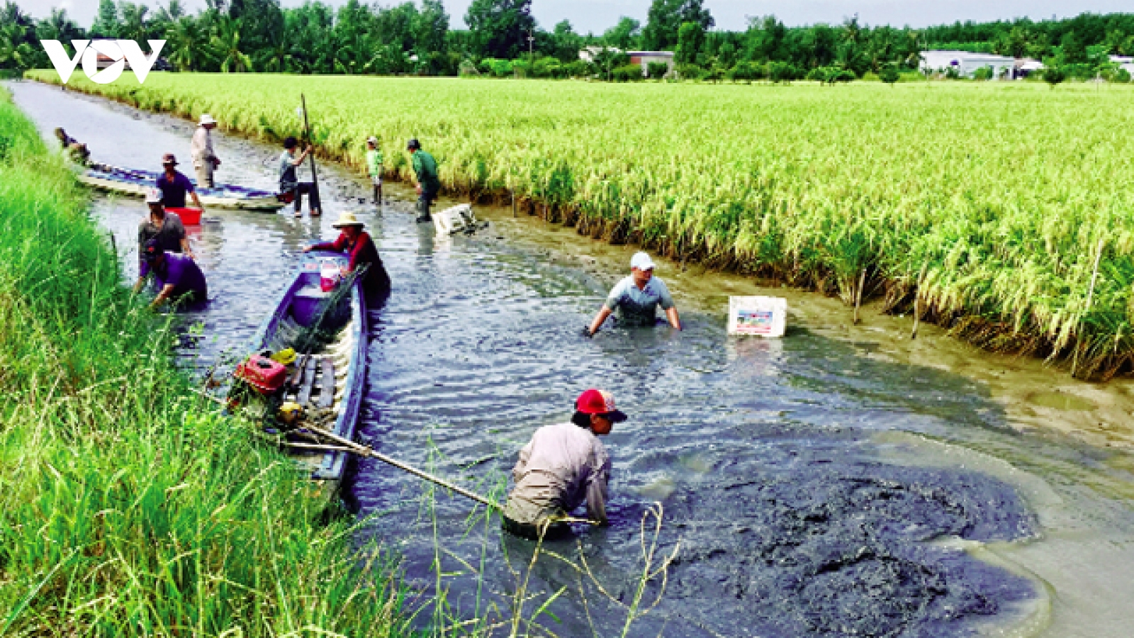 Mô hình tôm – lúa được đánh giá phát triển bền vững