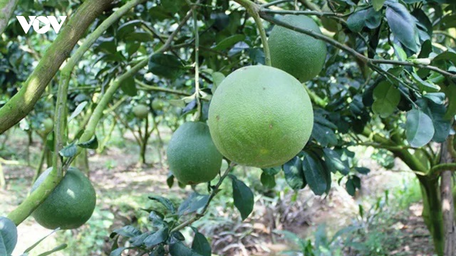 Bưởi Việt Nam chính thức được cấp phép xuất khẩu sang Mỹ