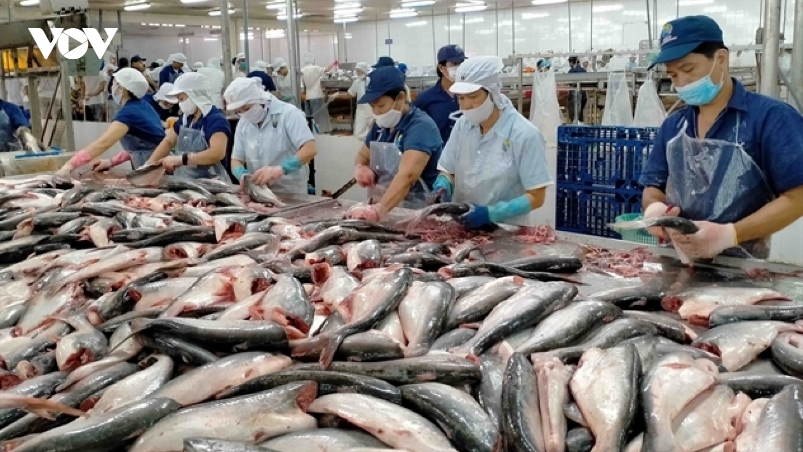 Giá cá tra xuất khẩu sang Mỹ cao kỷ lục