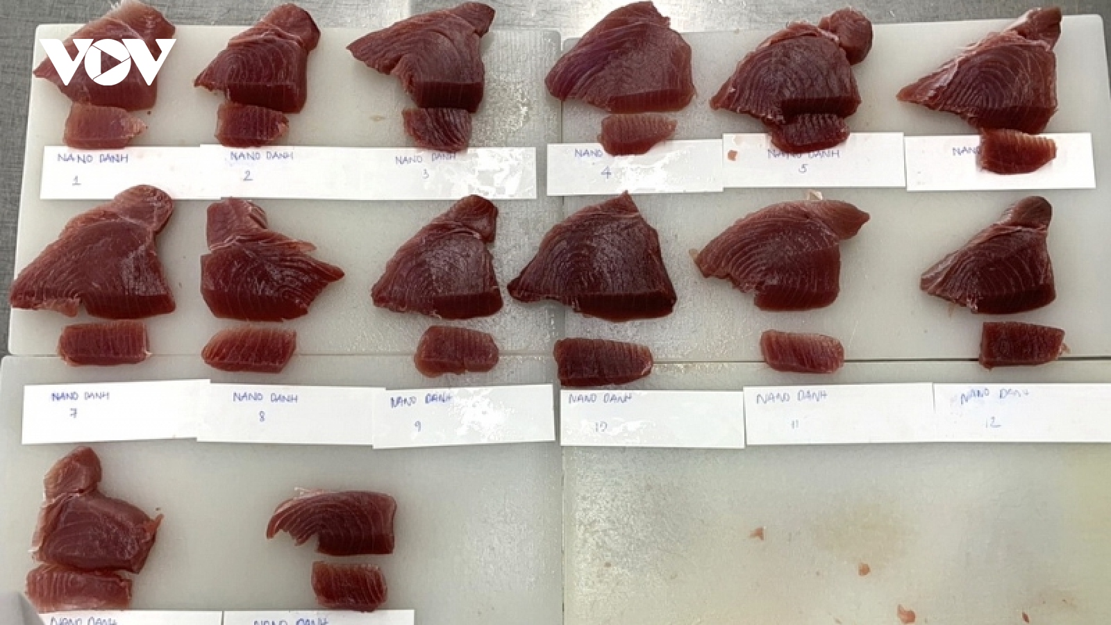 Bình Định nâng cao chất lượng cá ngừ đại dương, hướng tới tăng giá trị xuất khẩu