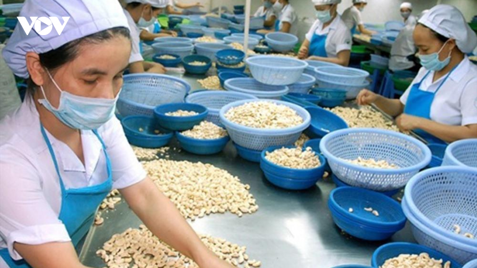 100 container hạt điều xuất sang Italia 'suýt mất trắng' đã về với khổ chủ